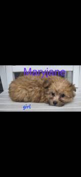 Havanese Dogs Available for Adoption in Semmes, Alabama - Maryjane  | PetCurious
