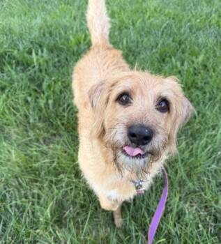 Dax -  Mixed Breed Dog for Adoption in Kansas City, Missouri - Dax | PetCurious