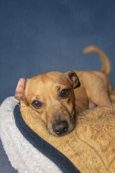 Chihuahua Dogs Available for Adoption - Milo - Gentle Shadow | PetCurious