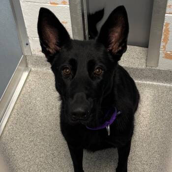 Romy -  German Shepherd Dog Dog for Adoption in Naperville, Illinois - Romy | PetCurious