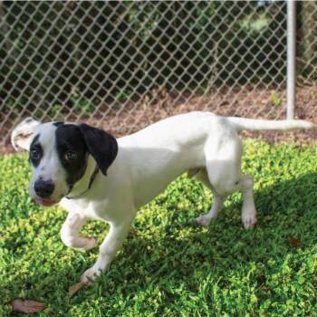 Al Pawpone -  Terrier Dog for Adoption in Bloomfield, Connecticut - Al Pawpone | PetCurious
