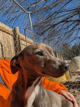 Terrier Dogs Available for Adoption - Miss Mocha | PetCurious