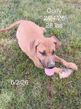 Curly -  Redbone Coonhound Dog for Adoption in Welling, Oklahoma - Curly | PetCurious