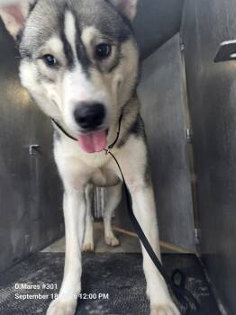 SPIKE -  Husky Dog for Adoption in San Antonio, Texas - SPIKE | PetCurious
