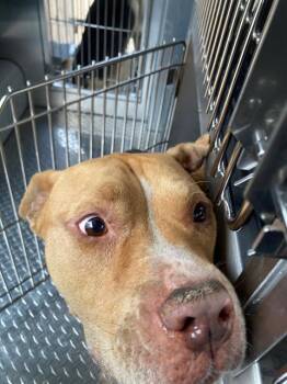 STRIDER -  Mixed Breed Dog for Adoption in Dallas, Texas - STRIDER | PetCurious