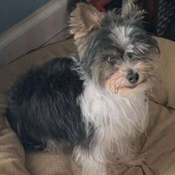 Yorkshire Terrier Dogs Available for Adoption in Portage, Michigan - Charli Lou | PetCurious