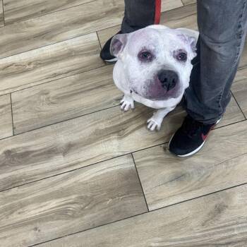 Pit Bull Terrier Dogs Available for Adoption - Molly | PetCurious