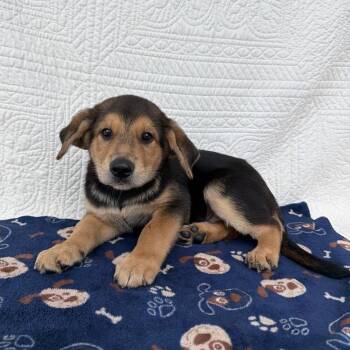 Sweetfly -  Shepherd and Labrador Retriever Dog for Adoption in Carencro, Louisiana - Sweetfly | PetCurious