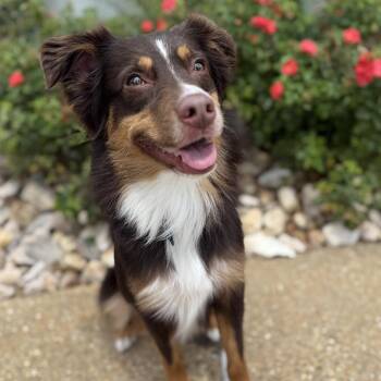 Creed -  Australian Shepherd Dog for Adoption in Chesapeake, Virginia - Creed | PetCurious