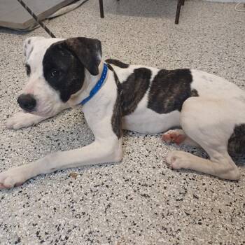 Boxer and Cattle Dog Dogs Available for Adoption in Hattiesburg, Mississippi - Lover Boy | PetCurious