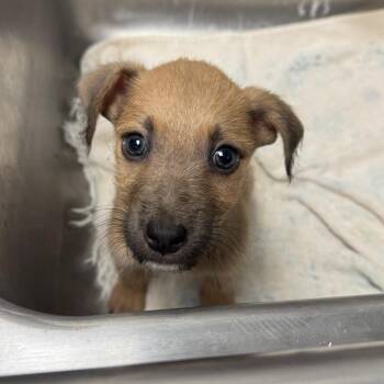 Seely -  Wirehaired Terrier and Mixed Breed Dog for Adoption in Birmingham, Alabama - Seely | PetCurious