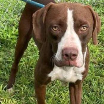 Mixed Breed Dogs Available for Adoption in Freeport, Florida - HM24 Grizz | PetCurious