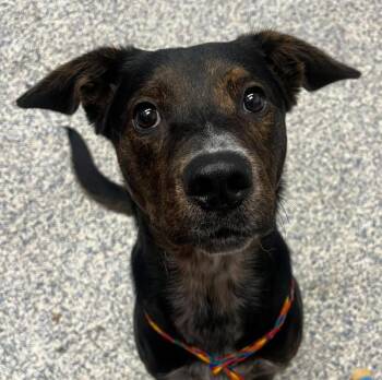 Boone -  Catahoula Leopard Dog Dog for Adoption in Golden, Colorado - Boone | PetCurious