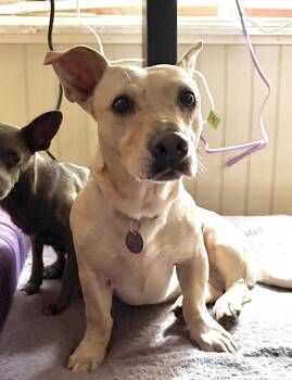 Buffy -  Pit Bull Terrier and Chihuahua Dog for Adoption in Los Angeles, California - Buffy | PetCurious