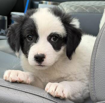 Buzz -  Mixed Breed Dog for Adoption in Mount Pleasant, South Carolina - Buzz | PetCurious