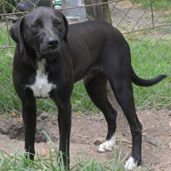 Jelly Bean -  Black Labrador Retriever Dog for Adoption in Okolona, Mississippi - Jelly Bean | PetCurious