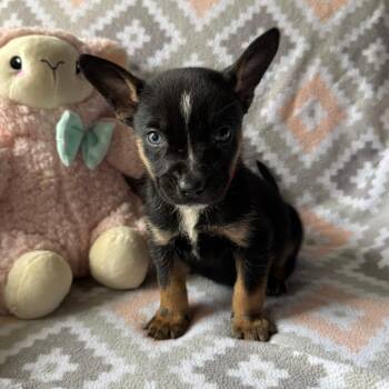 Shepherd Dogs Available for Adoption in Normal, Illinois - Brunello | PetCurious