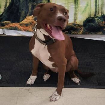 SCFL-Stray-67036 -  Mixed Breed Dog for Adoption in Lake Panasoffkee, Florida - SCFL-Stray-67036 | PetCurious
