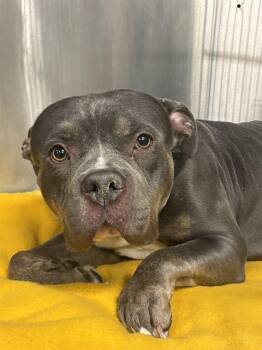 American Staffordshire Terrier and Mixed Breed Dogs Available for Adoption - BOO | PetCurious