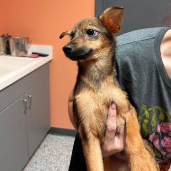 0961-D26 -  Mixed Breed Dog for Adoption in Port Charlotte, Florida - 0961-D26 | PetCurious