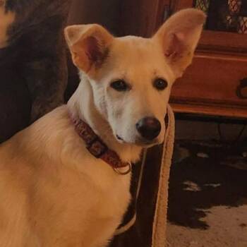 German Shepherd Dog and Yellow Labrador Retriever Dogs Available for Adoption in Richmond Hill, Ontario - Ronnie  | PetCurious