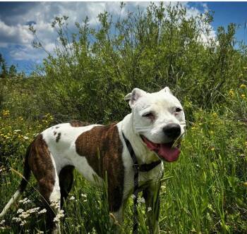 Rescue Staffordshire Bull Terrier Dogs for Adoption in Crested Butte, Colorado - Perla | PetCurious
