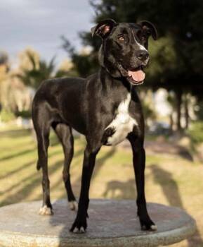 Great Dane and Black Labrador Retriever Dogs Available for Adoption in Carlsbad, California - Bee-One Of Our Amazing Rescue Dogs | PetCurious