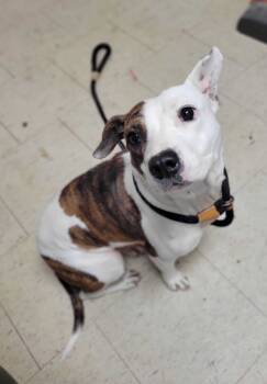 Rescue Pit Bull Terrier and Mixed Breed Dogs for Adoption in Chillicothe, Ohio - Mallory | PetCurious