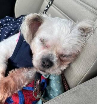 Poppy -  Lhasa Apso and Mixed Breed Dog for Adoption in Oak Creek, Wisconsin - Poppy | PetCurious