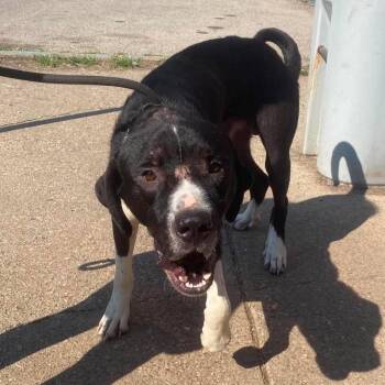 Flute Stray Hold 8/27 -  Mixed Breed Dog for Adoption in Huntington, West Virginia - Flute Stray Hold 8/27 | PetCurious