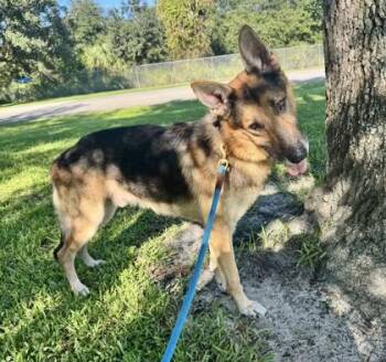 Jaeger -  German Shepherd Dog and Mixed Breed Dog for Adoption in Vero Beach, Florida - Jaeger | PetCurious