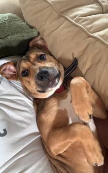 Penny - Courtesy Listing -  Labrador Retriever and Hound Dog for Adoption in Waxhaw, North Carolina - Penny - Courtesy Listing | PetCurious