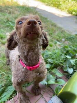 Rescue Poodle Dogs for Adoption in Holly Springs, North Carolina - Mimi | PetCurious