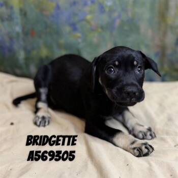BRIDGETTE -  Rottweiler and Mixed Breed Dog for Adoption - BRIDGETTE | PetCurious