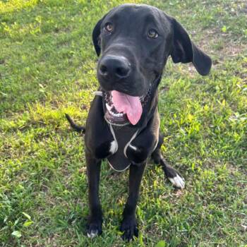 Ruger -  Great Dane and Great Pyrenees Dog for Adoption in Sugar Land, Texas - Ruger | PetCurious
