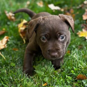 Beluga -  Labrador Retriever and American Bulldog Dog for Adoption in Brockport, New York - Beluga | PetCurious