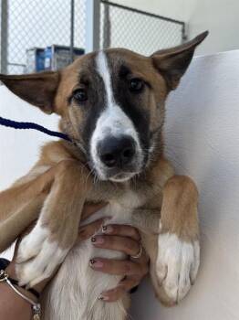 PITO -  German Shepherd Dog and Mixed Breed Dog for Adoption in Doral, Florida - PITO | PetCurious