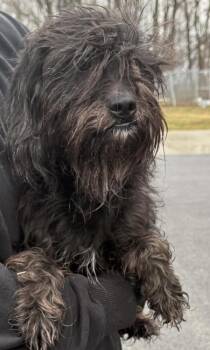 Terrier Dogs Available for Adoption - Mia | PetCurious