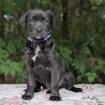 Labrador Retriever and Pit Bull Terrier Dogs Available for Adoption in Tyrone, Georgia - Paolo 05-0607 | PetCurious