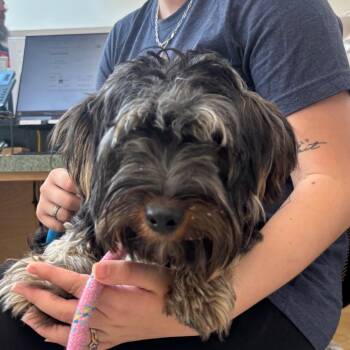 Shasta -  Yorkshire Terrier Dog for Adoption in Evansville, Indiana - Shasta | PetCurious