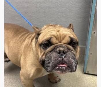 Rescue English Bulldog Dogs for Adoption in Riverton, Utah - Tonka | PetCurious