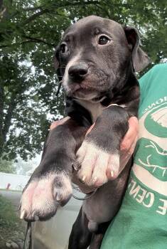 Hutch -  Pit Bull Terrier Dog for Adoption in Oxford, Michigan - Hutch | PetCurious