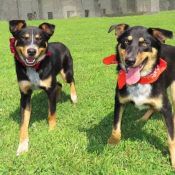 Lewis -  Australian Kelpie and Mixed Breed Dog for Adoption in Wadena, Minnesota - Lewis | PetCurious
