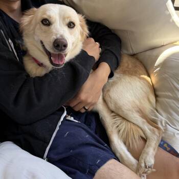 Callista -  Spaniel and Terrier Dog for Adoption in San Diego, California - Callista | PetCurious
