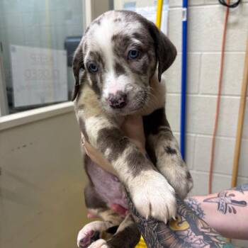 Leena -  Mixed Breed Dog for Adoption in Milton, Florida - Leena | PetCurious