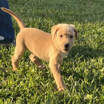 Terrier Dogs Available for Adoption - Russell | PetCurious