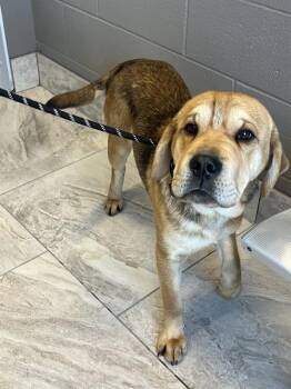 Golden Retriever and Boxer Dogs Available for Adoption - OTTO | PetCurious
