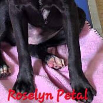 Daisy Mae -  Labrador Retriever and Beagle Dog for Adoption in Watertown, Connecticut - Daisy Mae | PetCurious