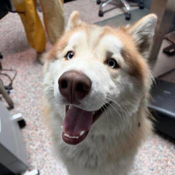 Waffles -  Mixed Breed and Alaskan Malamute Dog for Adoption in Salt Lake City, Utah - Waffles | PetCurious