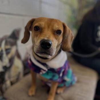 Rescue Mixed Breed Dogs for Adoption in Cranston, Rhode Island - PENNY | PetCurious